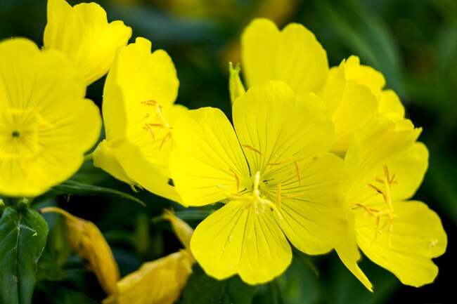 what-is-evening-primrose-oil-used-for-and-what-is-the-dose-live-one