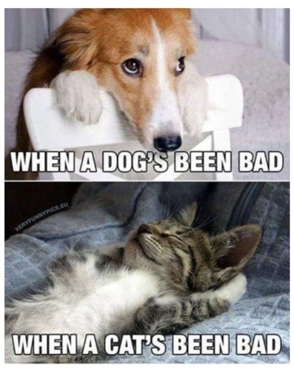 25 Funny Cat Memes - Live One Good Life