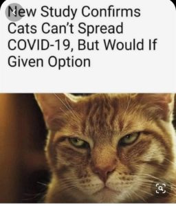 25 Funny Cat Memes - Live One Good Life