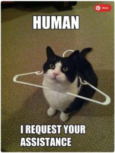 25 Funny Cat Memes - Live One Good Life